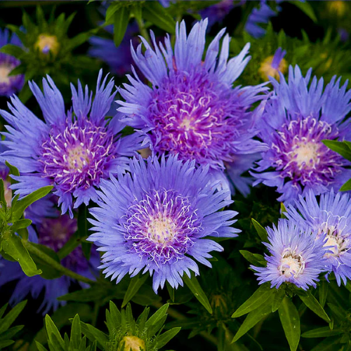 Stokesia Mel Blue de vânzare la ghiveci cu preț bun ❤️ FloraPris