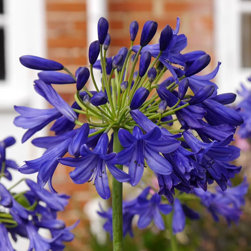 Agapanthus Flower Of Love la ghiveci, preț bun ❤️ FloraPris