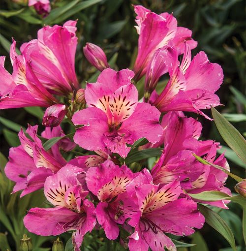 Alstroemeria (Crinul peruan) de vânzare la ghiveci, preț bun ❤️ FloraPris