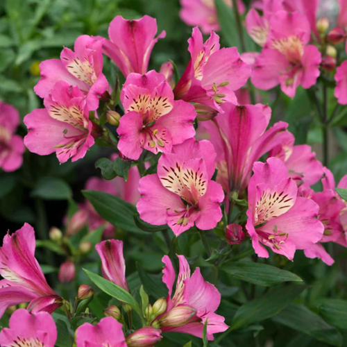 Alstroemeria (Crinul peruan) de vânzare la ghiveci ❤️ FloraPris