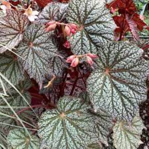 Begonia Sterling Moon de vanzare ❤️ FloraPris