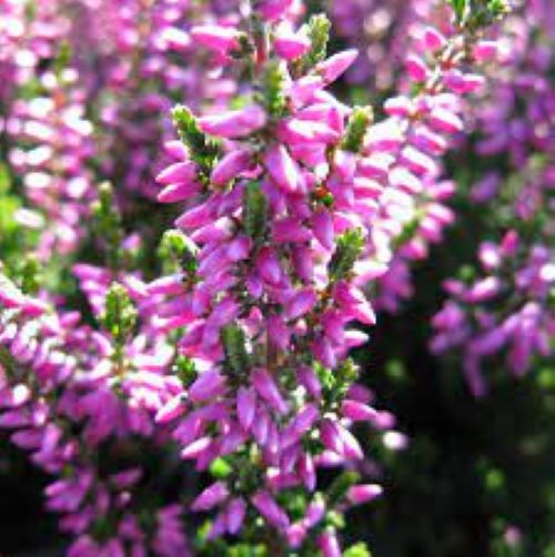 Calluna Linda Lila de vânzare ❤️ FloraPris