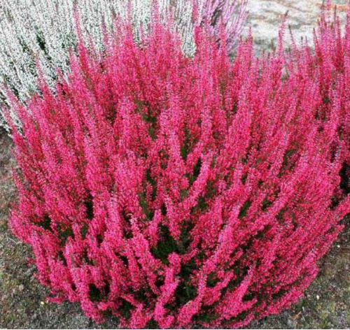 Calluna vulgaris Red Beauty Ladies de vânzare, preț bun ❤️ FloraPris