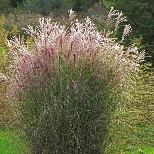 Miscanthus Morning Light de vanzare la ghiveci ❤️ FloraPris