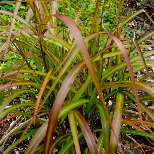 Miscanthus Navajo de vanzare la ghiveci, pret bun ❤️ FloraPris