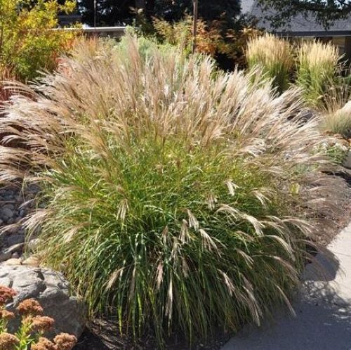 Miscanthus Navajo de vanzare ❤️ FloraPris