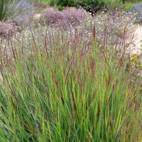 Panicum Shenandoah, Iarba decorativă ❤️ FloraPris