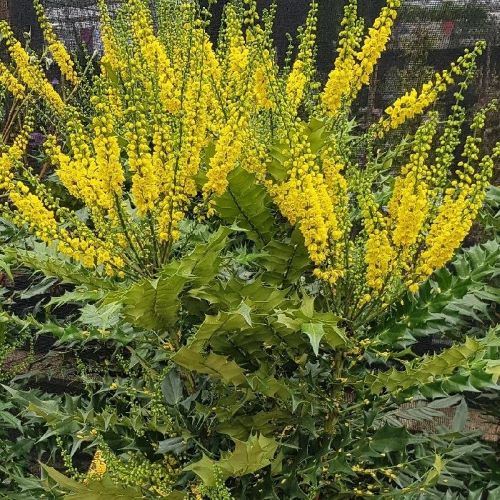 Mahonia Media Winter Sun la ghiveci 10 l, pret bun ️ FloraPris