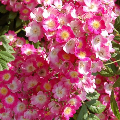 Trandafir floribunda Mozart Shrubs Pink la ghiveci 6l ❤️ FloraPris