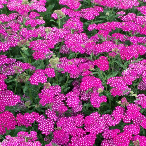 Achillea New Vintage de vânzare la ghiveci ❤️ FloraPris