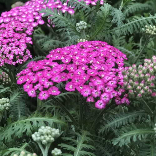 Achillea New Vintage de vânzare ❤️ FloraPris