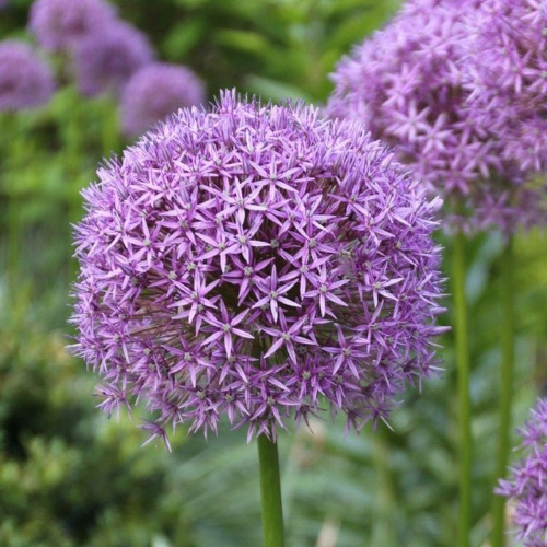 Allium Gladiator de vânzare la ghiveci, preț bun ❤️ FloraPris