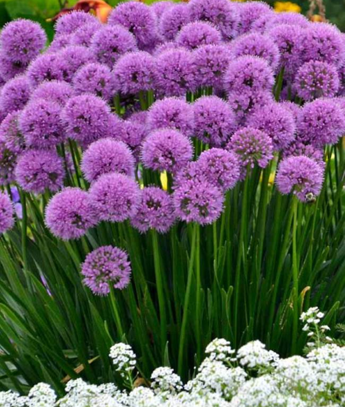 Allium Millenium de vânzare la ghiveci, preț bun ❤️ FloraPris