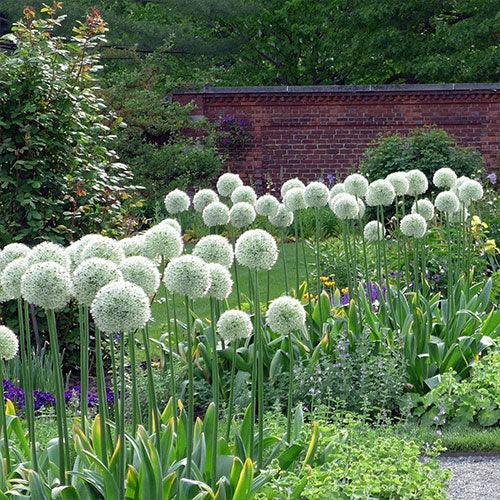 Allium Mount Everest de vânzare la ghiveci, preț bun ❤️ FloraPris