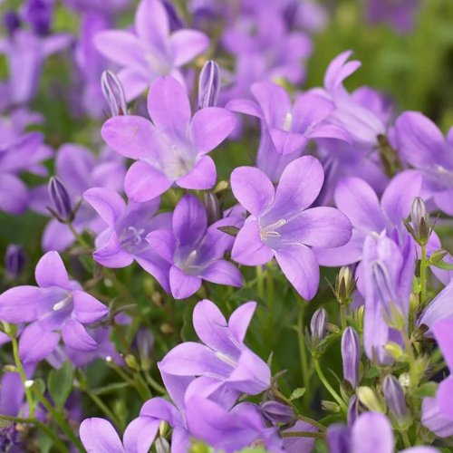 Campanula Catharina de vânzare la ghiveci, preț bun ️ FloraPris