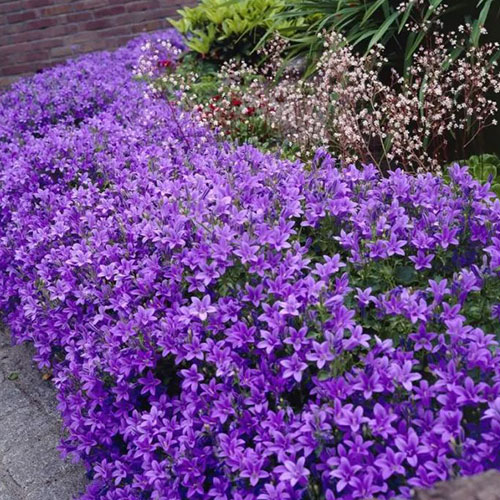 Campanula Catharina de vânzare la ghiveci cu preț bun ❤️ FloraPris