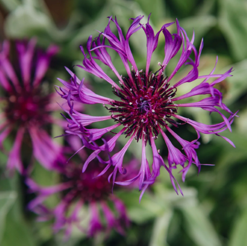 Centaurea Amethyst Dream la ghiveci, preț bun ❤️ FloraPris