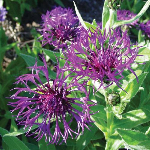 Centaurea Amethyst Dream la ghiveci ❤️ FloraPris