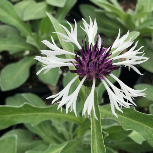 Centaurea Amethyst In Snow de vanzare la ghiveci❤️ FloraPris