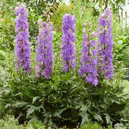 Delphinium Breezin de vânzare la ghiveci cu preț bun ❤️ FloraPris