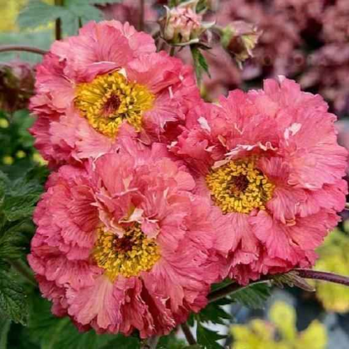 Geum Bohema Pink de vânzare la ghiveci, preț bun ❤️ FloraPris