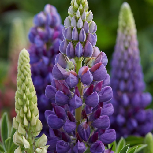 Lupin Blue Shades de vânzare la ghiveci, preț bun ❤️ FloraPris