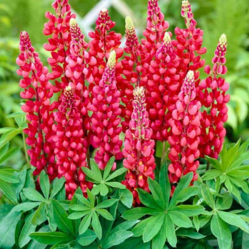 Lupin Red Shades de vânzare la ghiveci, preț bun ❤️ FloraPris