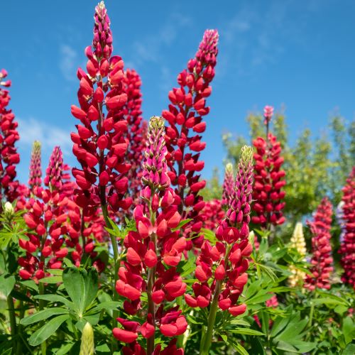 Lupin Red Shades de vânzare la ghiveci ❤️ FloraPris