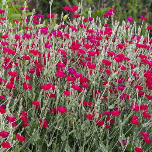 Lychnis Atrosanguinea de vânzare la ghiveci cu preț bun ❤️ FloraPris