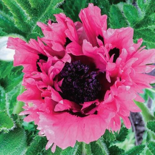 Papaver Pink Perfection de vânzare la ghiveci cu preț bun ❤️ FloraPris