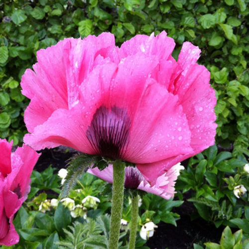 Papaver Pink Perfection de vânzare la ghiveci ❤️ FloraPris