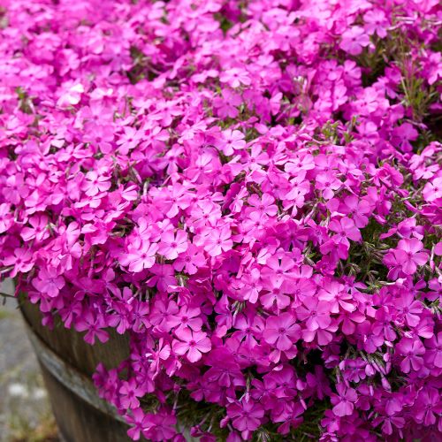 Phlox subulata Mc Daniels de vânzare la ghiveci cu pret bun ❤️ FloraPris