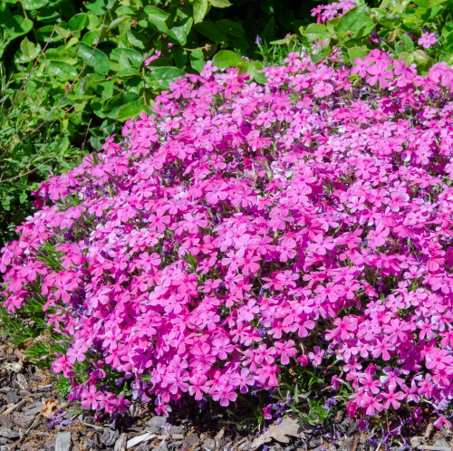 Phlox subulata Mc Daniels de vânzare la ghiveci ❤️ FloraPris