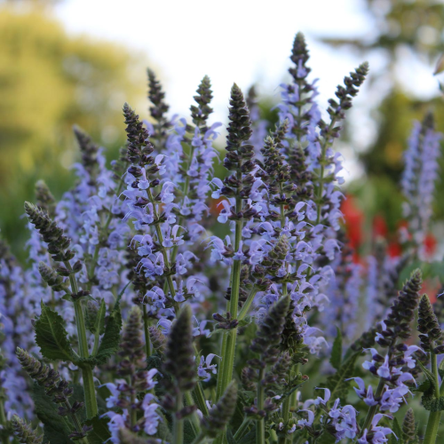 Salvia Crystal Blue de vânzare la ghiveci ❤️ FloraPris