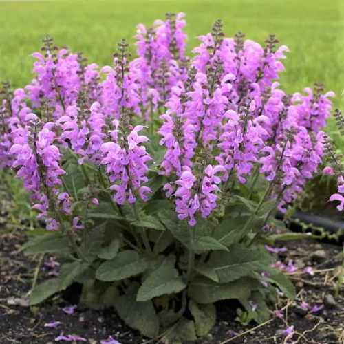 Salvia Fashionista Pretty In Pink de vânzare la ghiveci preț bun ❤️ FloraPris