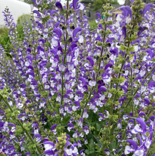 Salvia Madeline de vânzare la ghiveci ❤️ FloraPris