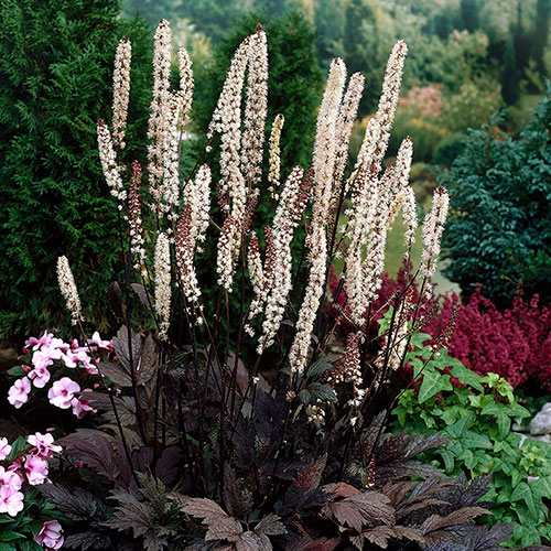 Actaea Black Negligee la ghiveci, preț bun ❤️ FloraPris