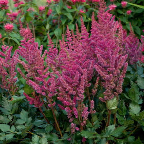 Astilbe Vision In Red de vânzare la ghiveci, preț bun ❤️ FloraPris