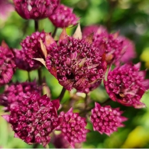 Astrantia Purple Happiness de vânzare la ghiveci, preț bun ❤️ FloraPris