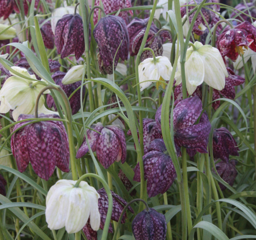 Fritillaria Meleagris la ghiveci preț bun ❤️ FloraPris