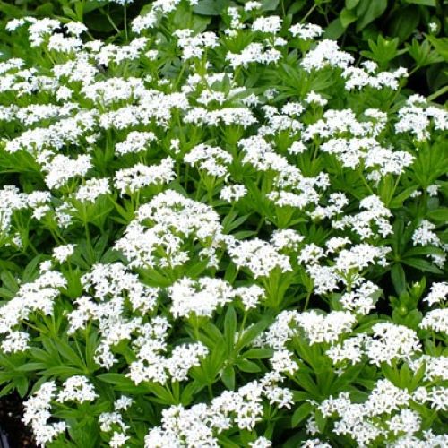 Galium Odoratum de vanzare la ghiveci ❤️ FloraPris