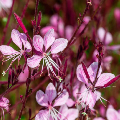 Gaura Siskiyou Pink de vânzare la ghiveci, preț bun ❤️ FloraPris