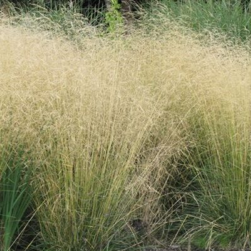 Iarba decorativă Deschampsia Goldtau la ghiveci 3 l❤️ FloraPris