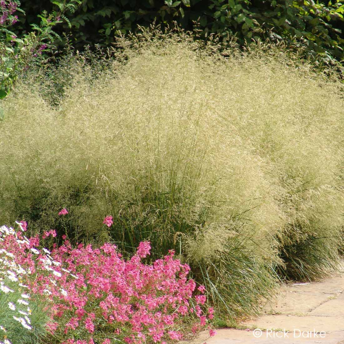 Iarba decorativă Deschampsia Goldtau la ghiveci ❤️ FloraPris