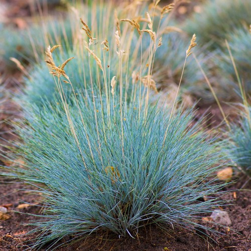 Iarba decorativă Festuca Colorgrass Glauca de vanzare, pret bun ❤️ FloraPris