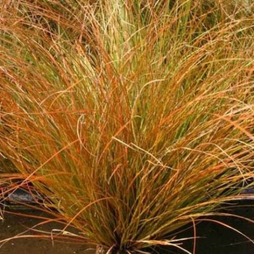 Iarba ornamentală Carex Prairie Fire la ghiveci, pret bun ❤️ FloraPris