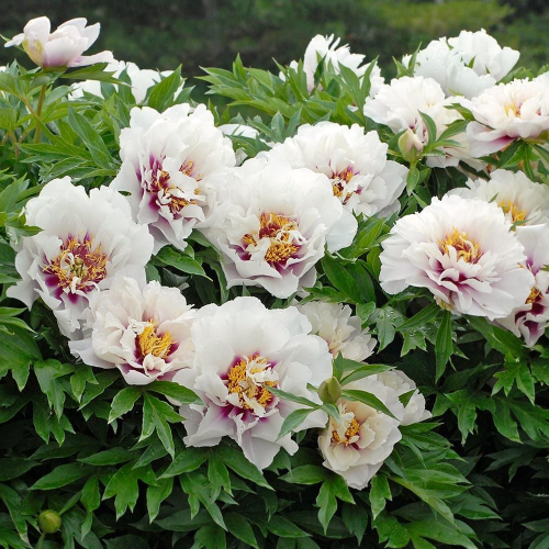 Paeonia Itoh Cora Louise de vanzare la ghiveci cu preț bun ❤️ FloraPris