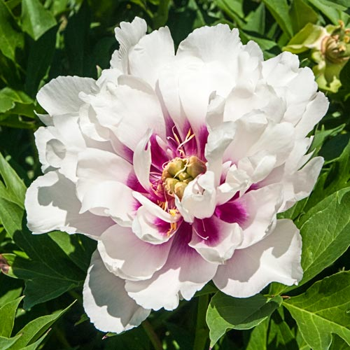 Paeonia Itoh Cora Louise la ghiveci cu preț bun ❤️ FloraPris