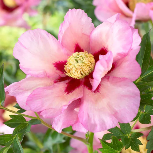 Paeonia Itoh Pastel Splendor la ghiveci cu preț bun ❤️ FloraPris