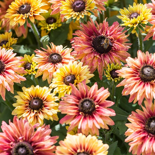 Rudbeckia Flamenco Apricot de vânzare la ghiveci de 19 cm ❤️ FloraPris